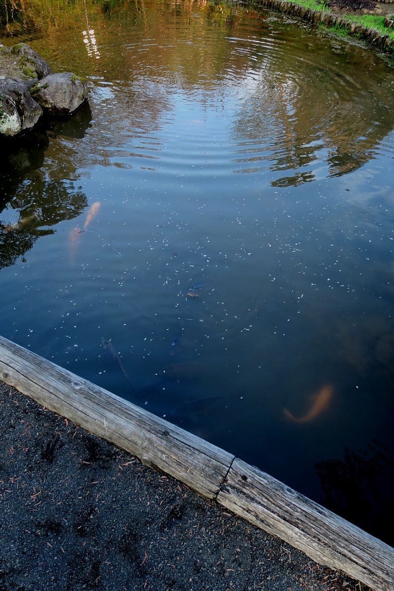 藤田記念庭園の鯉