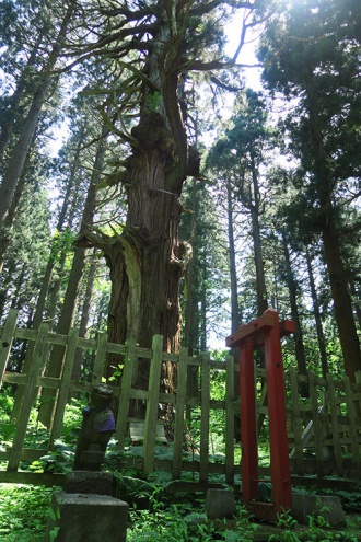 天然記念物の大杉