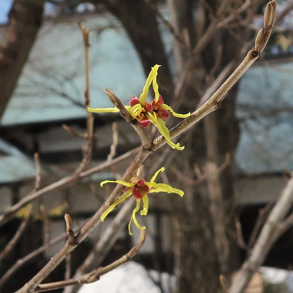 マルバマンサクの花