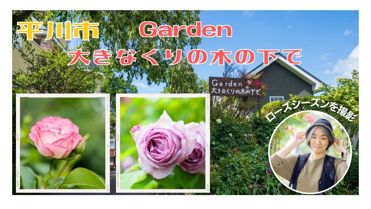 平川市「Garden 大きなくりの木の下で」ローズシーズンを撮影！ | さいとうサポート