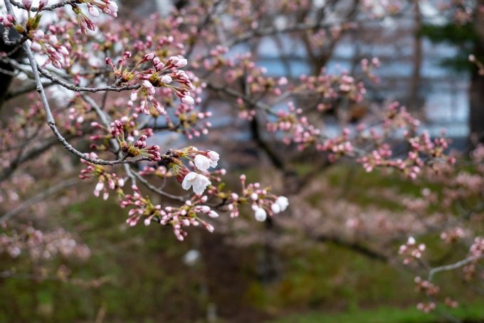 手前の桜にピントを合わせて撮るとそれっぽく見えます