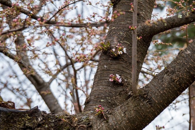 開花したソメイヨシノ標準木