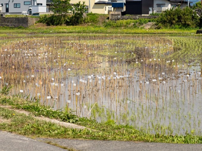 たくさん打ち込まれているカヤの目印
