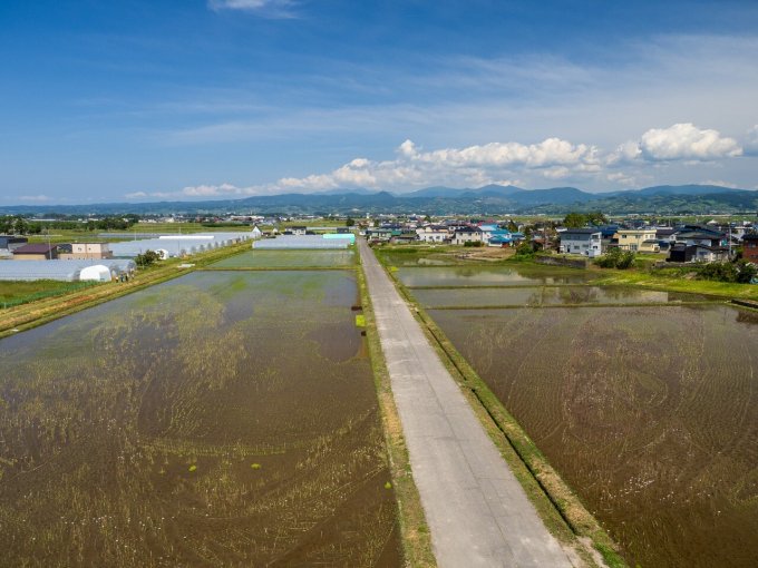 6月7日の田舎館村田んぼアート第1会場